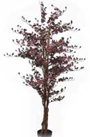 Fruit Blossom Tree